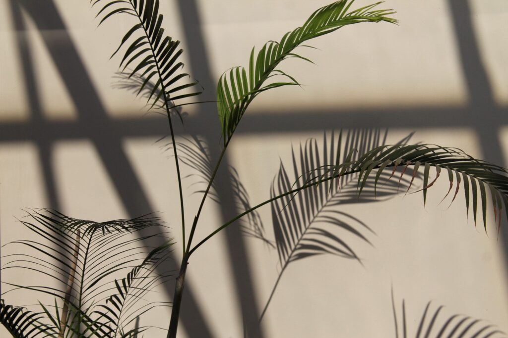 L'ombre reflète ce que la plante ne connaît pas d'elle-même.